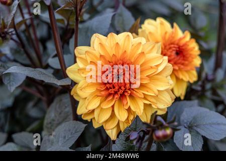 Dahlia 'Orange Pekoe' in Blume Stockfoto