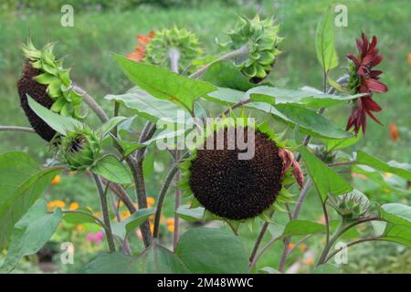 Dekorative Blumen. Sonnenblumen wachsen im grünen Garten des ländlichen Raums. Landwirtschaftlicher Hintergrund. Stockfoto