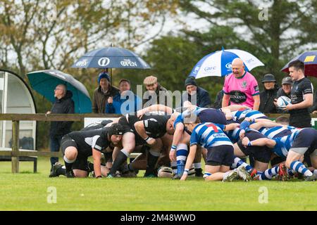 Die Spieler versammeln sich mit Fans mit Regenschirmen und schauen sich das Rugby-Spiel des Berwick-Rugby-Clubs gegen den Howe of Fife-Rugby-Club für Herren an Stockfoto