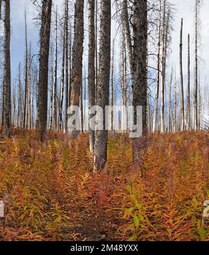 In verbranntem Wald unter toten Bäumen, die durch das Kenow-Waldfeuer getötet wurden, im Waterton Lakes National Park, Kanada. Epilobium angustifolium Stockfoto