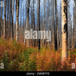 Zweite Folge mit Nachwuchs von Feuerskräutern in Wäldern, die vom Kenow Wildfire, Waterton Lakes National Park, Kanada, verbrannt wurden. Epilobium angustifolium Stockfoto