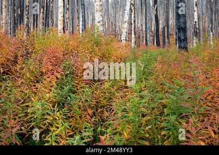 Ökologische Nachfolge bei der Wiederauffindung von Waldbränden mit dem Nachwachsen von Feuerskräutern unter Bäumen, die von Kenow im Waterton Lakes National Park, Kanada, verbrannt wurden Stockfoto