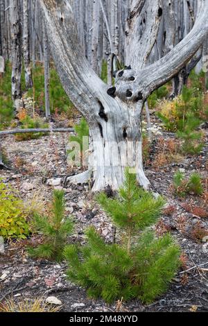 Lodgepole Kiefernkeimlinge, die sich 5 Jahre nach dem Brand im Kenow-Waldbrand, Waterton Park, Kanada, auf dem Waldboden regenerieren. Pinus contorta Stockfoto