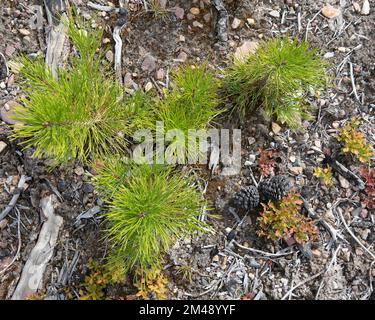 Kiefernkeimlinge aus Lodgepole, die in felsigem Boden auf Waldboden wachsen. Regeneration 5 Jahre, nachdem das Gebiet in Kenow, Kanada, abgebrannt ist. Pinus contorta Stockfoto