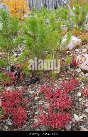 Lodgepole Kiefernkeimlinge regenerieren sich auf dem Waldboden 5 Jahre nachdem das Gebiet im Kenow-Waldbrand, Waterton Park, Kanada, verbrannt wurde. Pinus contorta Stockfoto