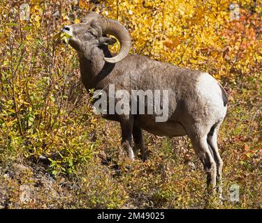 Dickhornschafe fressen im Herbst Strauchblätter im Waterton Lakes National Park, Alberta, Kanada. Ovis canadensis. Stockfoto