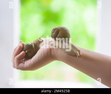 Schnecke krabbelt auf der Handfläche eines Kindes. Stockfoto