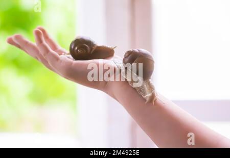 Schnecke krabbelt auf der Handfläche eines Kindes. Stockfoto