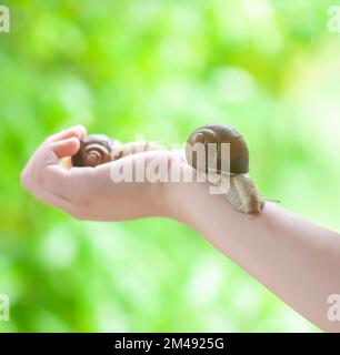 Schnecke krabbelt auf der Handfläche eines Kindes. Stockfoto