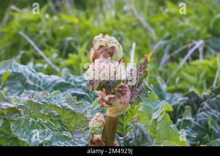 Rhabarberpflanzen im Sommergarten. Stockfoto
