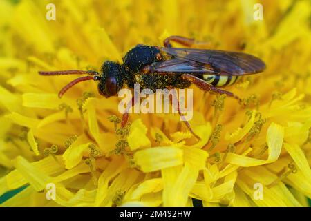 Natürliche Nahaufnahme einer weiblichen Ceptoparasitenbiene mit variablem Nomadenstamm, Nomada zonata in einer gelben Löwenzahnblume, Taraxacum officinale Stockfoto