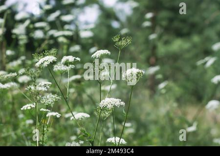 Aegopodium podagraria Pflanze mit weißen Blüten, Goutweed, der Bodenälteste, Schnee-auf-dem-Berg, Bishop's Weed Stockfoto