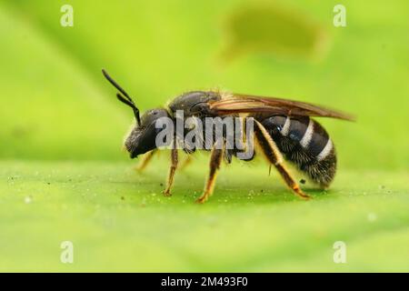 Natürliche Nahaufnahme auf einer weiblichen Furche Weißer Schweiß-Schweiß-Biene, Lasioglossum Zonulum auf einem grünen Blatt Stockfoto