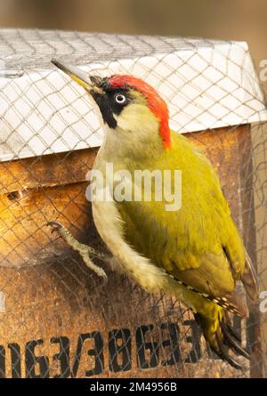 16. Dezember 2022, Berlin: 16.12.2022, Berlin. An einem kalten Dezembertag befindet sich ein grüner Hühner (Picus viridis) in einer Bienenbude aus Holz, in der sich eine Bienenkolonie befindet. Der Holzkasten hat ein metallverstärktes Dach und ist mit einem Netz gesichert. Aber der Specht schafft es, mit seinem starken Schnabel Löcher in die Wände zu schlagen, um Bienen zu fangen. Der Hauptschaden für den Imker liegt in der Unterbrechung des Winterschlafs der Honigbienen und in der Kälte, die durch die Löcher in den Bienenstock gelangt. Dadurch wird die gesamte Kolonie beschädigt. Foto: Wolfram Steinberg/dpa Foto: Wolfram Steinberg/dpa Stockfoto