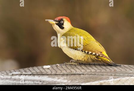 16. Dezember 2022, Berlin: 16.12.2022, Berlin. An einem kalten Dezembertag befindet sich ein grüner Hühner (Picus viridis) auf einer Bienenbude aus Holz, in der sich eine Bienenkolonie befindet. Der Holzkasten hat ein metallverstärktes Dach und ist mit einem Netz gesichert. Allerdings gelingt es dem Specht, mit seinem starken Schnabel Löcher in die Wände zu machen, um Bienen zu fangen. Der Hauptschaden für den Imker liegt in der Störung des Winterschlafs der Honigbienen und in der Kälte, die durch die Löcher in den Bienenstock gelangt. Dadurch wird die gesamte Kolonie beschädigt. Foto: Wolfram Steinberg/dpa Foto: Wolfram Steinberg/dpa Stockfoto