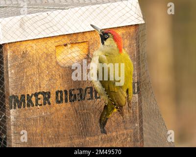 16. Dezember 2022, Berlin: 16.12.2022, Berlin. An einem kalten Dezembertag befindet sich ein grüner Hühner (Picus viridis) in einer Bienenbude aus Holz, in der sich eine Bienenkolonie befindet. Der Holzkasten hat ein metallverstärktes Dach und ist mit einem Netz gesichert. Aber der Specht schafft es, mit seinem starken Schnabel Löcher in die Wände zu schlagen, um Bienen zu fangen. Der Hauptschaden für den Imker liegt in der Störung des Winterschlafs der Honigbienen und in der Kälte, die durch die Löcher in den Bienenstock gelangt. Dadurch wird die gesamte Kolonie beschädigt. Foto: Wolfram Steinberg/dpa Foto: Wolfram Steinberg/dpa Stockfoto