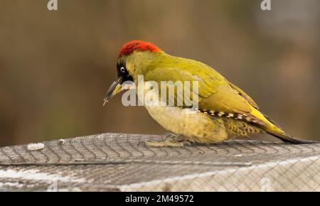16. Dezember 2022, Berlin: 16.12.2022, Berlin. An einem kalten Dezembertag befindet sich ein grüner Hühner (Picus viridis) auf einer Bienenbude aus Holz, in der sich eine Bienenkolonie befindet. Der Holzkasten hat ein metallverstärktes Dach und ist mit einem Netz gesichert. Allerdings gelingt es dem Specht, mit seinem starken Schnabel Löcher in die Wände zu machen, um Bienen zu fangen. Der Hauptschaden für den Imker liegt in der Störung des Winterschlafs der Honigbienen und in der Kälte, die durch die Löcher in den Bienenstock gelangt. Dadurch wird die gesamte Kolonie beschädigt. Foto: Wolfram Steinberg/dpa Foto: Wolfram Steinberg/dpa Stockfoto