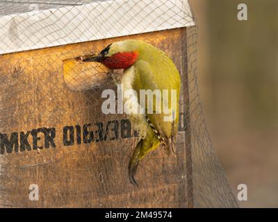 16. Dezember 2022, Berlin: 16.12.2022, Berlin. An einem kalten Dezembertag befindet sich ein grüner Hühner (Picus viridis) in einer Bienenbude aus Holz, in der sich eine Bienenkolonie befindet. Der Holzkasten hat ein metallverstärktes Dach und ist mit einem Netz gesichert. Allerdings gelingt es dem Specht, mit seinem starken Schnabel Löcher in die Wände zu machen, um Bienen zu fangen. Der Hauptschaden für den Imker liegt in der Störung des Winterschlafs der Honigbienen und in der Kälte, die durch die Löcher in den Bienenstock gelangt. Dadurch wird die gesamte Kolonie beschädigt. Foto: Wolfram Steinberg/dpa Foto: Wolfram Steinberg/dpa Stockfoto