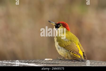16. Dezember 2022, Berlin: 16.12.2022, Berlin. An einem kalten Dezembertag befindet sich ein grüner Hühner (Picus viridis) auf einer Bienenbude aus Holz, in der sich eine Bienenkolonie befindet. Der Holzkasten hat ein metallverstärktes Dach und ist mit einem Netz gesichert. Allerdings gelingt es dem Specht, mit seinem starken Schnabel Löcher in die Wände zu machen, um Bienen zu fangen. Der Hauptschaden für den Imker liegt in der Störung des Winterschlafs der Honigbienen und in der Kälte, die durch die Löcher in den Bienenstock gelangt. Dadurch wird die gesamte Kolonie beschädigt. Foto: Wolfram Steinberg/dpa Foto: Wolfram Steinberg/dpa Stockfoto