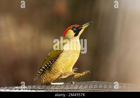 16. Dezember 2022, Berlin: 16.12.2022, Berlin. Ein grüner Thrush (Picus viridis) landet an einem kalten Dezembertag auf einer Bienenkiste aus Holz, in der sich eine Bienenkolonie befindet. Der Holzkasten hat ein metallverstärktes Dach und ist mit einem Netz gesichert. Allerdings gelingt es dem Specht, mit seinem starken Schnabel Löcher in die Wände zu machen, um Bienen zu fangen. Der Hauptschaden für den Imker liegt in der Störung des Winterschlafs der Honigbienen und in der Kälte, die durch die Löcher in den Bienenstock gelangt. Dadurch wird die gesamte Kolonie beschädigt. Foto: Wolfram Steinberg/dpa Foto: Wolfram Steinberg/dpa Stockfoto