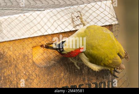 16. Dezember 2022, Berlin: 16.12.2022, Berlin. An einem kalten Dezembertag befindet sich ein grüner Hühner (Picus viridis) in einer Bienenbude aus Holz, in der sich eine Bienenkolonie befindet. Der Holzkasten hat ein metallverstärktes Dach und ist mit einem Netz gesichert. Aber der Specht schafft es, mit seinem starken Schnabel Löcher in die Wände zu schlagen, um Bienen zu fangen. Der Hauptschaden für den Imker liegt in der Störung des Winterschlafs der Honigbienen und in der Kälte, die durch die Löcher in den Bienenstock gelangt. Dadurch wird die gesamte Kolonie beschädigt. Foto: Wolfram Steinberg/dpa Foto: Wolfram Steinberg/dpa Stockfoto