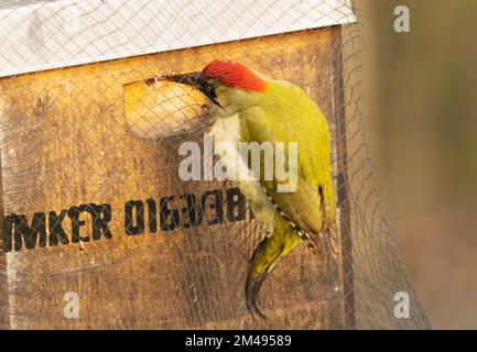 16. Dezember 2022, Berlin: 16.12.2022, Berlin. An einem kalten Dezembertag befindet sich ein grüner Hühner (Picus viridis) in einer Bienenbude aus Holz, in der sich eine Bienenkolonie befindet. Der Holzkasten hat ein metallverstärktes Dach und ist mit einem Netz gesichert. Aber der Specht schafft es, mit seinem starken Schnabel Löcher in die Wände zu schlagen, um Bienen zu fangen. Der Hauptschaden für den Imker liegt in der Störung des Winterschlafs der Honigbienen und in der Kälte, die durch die Löcher in den Bienenstock gelangt. Dadurch wird die gesamte Kolonie beschädigt. Foto: Wolfram Steinberg/dpa Foto: Wolfram Steinberg/dpa Stockfoto