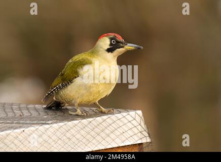 16. Dezember 2022, Berlin: 16.12.2022, Berlin. An einem kalten Dezembertag befindet sich ein grüner Hühner (Picus viridis) auf einer Bienenbude aus Holz, in der sich eine Bienenkolonie befindet. Der Holzkasten hat ein metallverstärktes Dach und ist mit einem Netz gesichert. Allerdings gelingt es dem Specht, mit seinem starken Schnabel Löcher in die Wände zu machen, um Bienen zu fangen. Der Hauptschaden für den Imker liegt in der Unterbrechung des Winterschlafs der Honigbienen und in der Kälte, die durch die Löcher in den Bienenstock gelangt. Dadurch wird die gesamte Kolonie beschädigt. Foto: Wolfram Steinberg/dpa Foto: Wolfram Steinberg/dpa Stockfoto