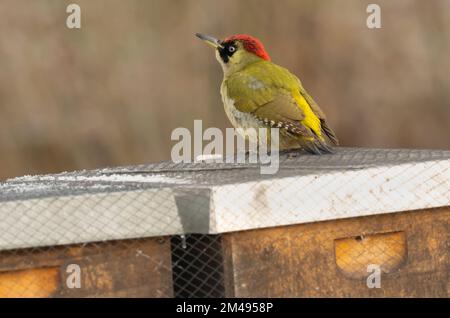 16. Dezember 2022, Berlin: 16.12.2022, Berlin. An einem kalten Dezembertag befindet sich ein grüner Hühner (Picus viridis) auf einer Bienenbude aus Holz, in der sich eine Bienenkolonie befindet. Der Holzkasten hat ein metallverstärktes Dach und ist mit einem Netz gesichert. Allerdings gelingt es dem Specht, mit seinem starken Schnabel Löcher in die Wände zu machen, um Bienen zu fangen. Der Hauptschaden für den Imker liegt in der Störung des Winterschlafs der Honigbienen und in der Kälte, die durch die Löcher in den Bienenstock gelangt. Dadurch wird die gesamte Kolonie beschädigt. Foto: Wolfram Steinberg/dpa Foto: Wolfram Steinberg/dpa Stockfoto