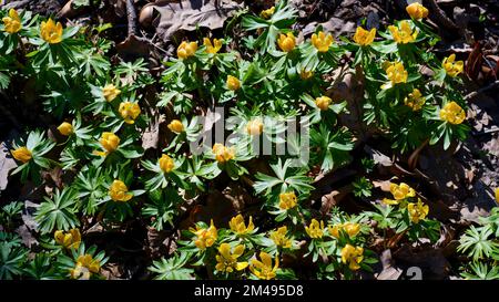 Die ersten Frühlingsblumen im Garten. Eranthis blüht. Stockfoto