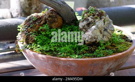 Nahaufnahme einer Bonsai-Baumbasis und Topfbodenkonstruktion. Bonsai-Baum mit Topfpflanzen ist eine Kunst und ein wunderbares, beliebtes Hobby in Asien, Gärtner CO Stockfoto