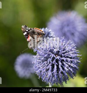 Ein roter Admiralsschmetterling (Vanessa Atalanta) enthüllt sein Unterwerk, während er sich von einer Gruppe von Globusblüten ernährt (Echinops Bannaticus) Stockfoto