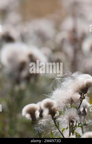 Im Spätsommer verwandeln sich die Blüten der Kriechdistel (Cirsium Arvense) in Samen Stockfoto