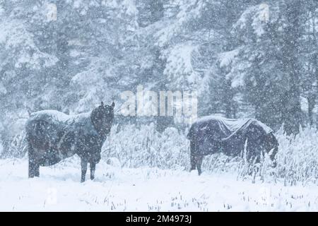 Zwei Pferde mit schneebedeckten Teppichen, die während eines Schneesturms nach Essen in Schnee suchen Stockfoto