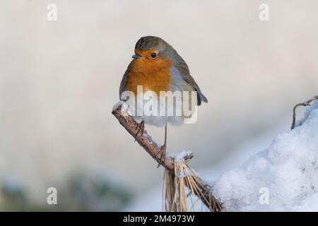 Ein Robin (Erithacus Rubecula), der auf einem Zweig im Schnee tanzt Stockfoto