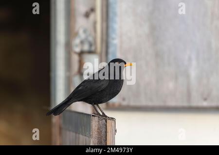 Ein männlicher Blackbird (Turdus Merula), der auf der unteren Hälfte einer offenen Stalltür steht Stockfoto