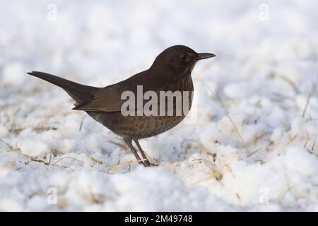 Ein weiblicher Blackbird (Turdus Merula), der in Hay auf Schnee verstreut nach Essen sucht Stockfoto