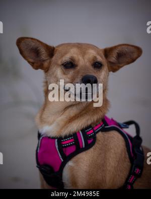 Nahaufnahme eines Gesichtsfotos eines süßen Mischhundes, der Zähne zeigt und mit lustigen spitzen Ohren lächelt und ein rosa Gurtzeug im Park trägt Stockfoto