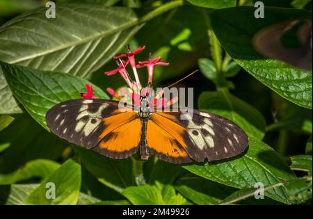 Nahaufnahme eines einzelnen orangefarbenen schwarz-weißen Schmetterlings Stockfoto