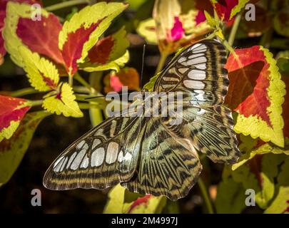 Nahaufnahme eines Braunen Schmetterlings (Parthenos sylvia) Stockfoto