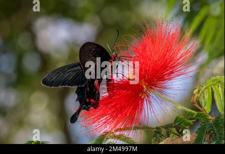 Nahaufnahme eines einzelnen schwarzen und roten Schmetterlings auf einer roten Blume Stockfoto
