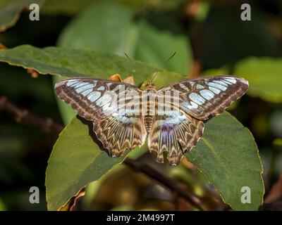 Nahaufnahme eines blauen Schmetterlings Stockfoto