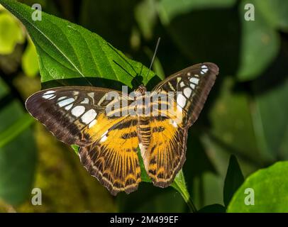 Nahaufnahme eines Braunen Schmetterlings (Parthenos sylvia) Stockfoto