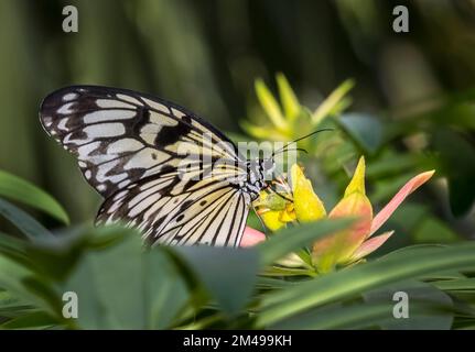 Nahaufnahme der Papier Drachen, reispapier oder großer Baum Nymphe Schmetterling Idea leuconoe Stockfoto