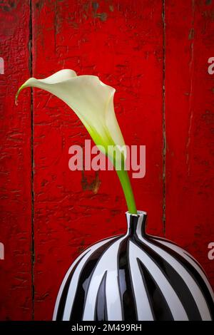 Weiße Calla Lily Gegen Die Rote Mauer Stockfoto