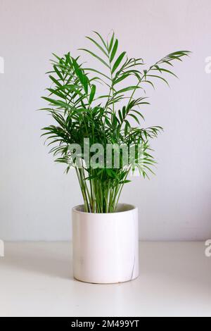 Eine bella-Palme in einem weißen Topf vor weißem Hintergrund. Stockfoto