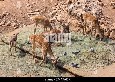 Süßes Reh im Zoologischen Park Stockfoto