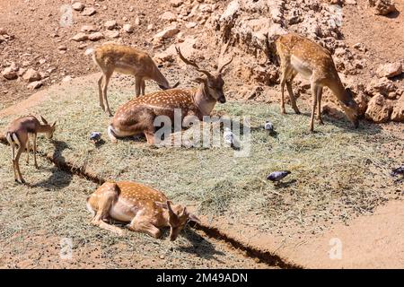 Süßes Reh im Zoologischen Park Stockfoto