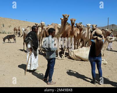 Touristen machen Fotos vom Kamelmarkt in Keren in Eritrea Stockfoto