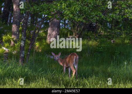 Junge weiß-Buck in Nordwisconsin tailed. Stockfoto