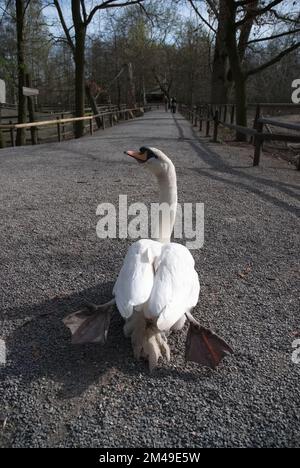 Swan geht auf einem Waldweg Stockfoto